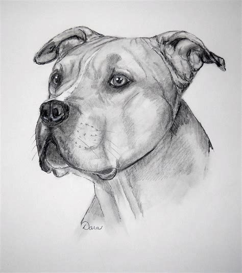 pitbull dog drawing